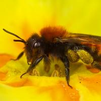 Tawny Mining Bee 6 